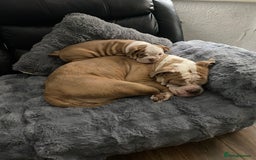 Mixed Breed dogs for sale: Old English bulldog puppy for sale. - Image 11