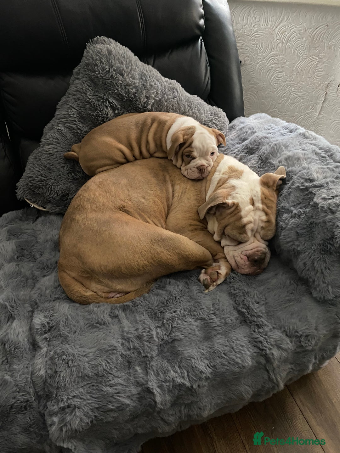 Mixed Breed dogs for sale: Old English bulldog puppy for sale. - Image 11