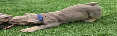 Puppy 7 dark blue
