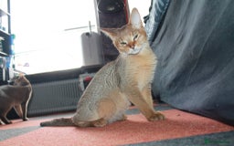 Chausie cats for sale: Three Stunning Chausie Kittens – Royal Chausie Cat - Image 1
