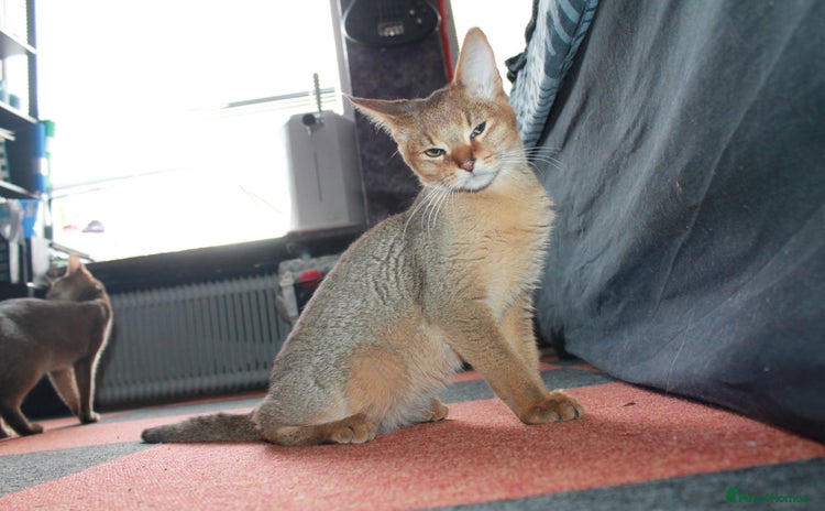 Chausie cats - Advert 1