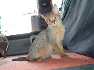 Chausie cats - Advert 2