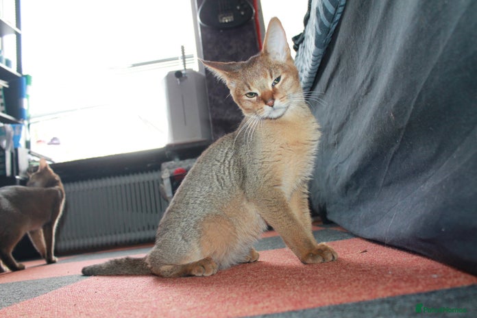 Chausie cats - Advert 2
