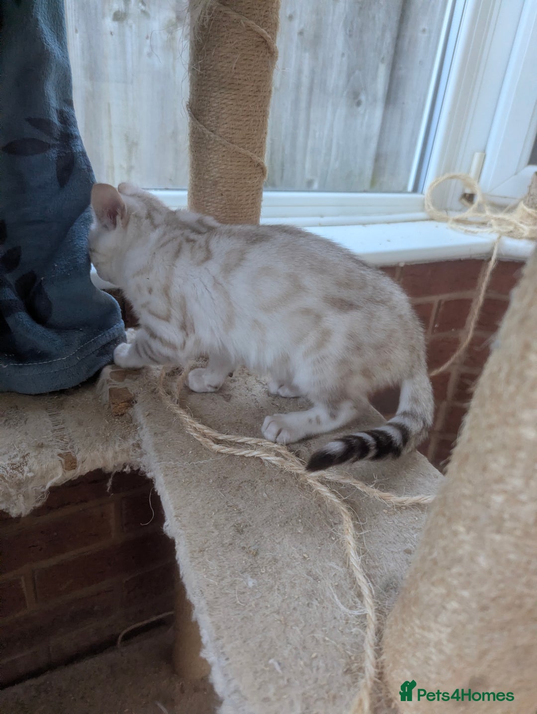 Bengal cats for sale: Bengal Kittens Purebreed Ready to Leave - Advert 18