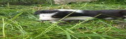 Border Collie dogs for sale: Border collie pups for sale in Bishop Auckland - Advert 23