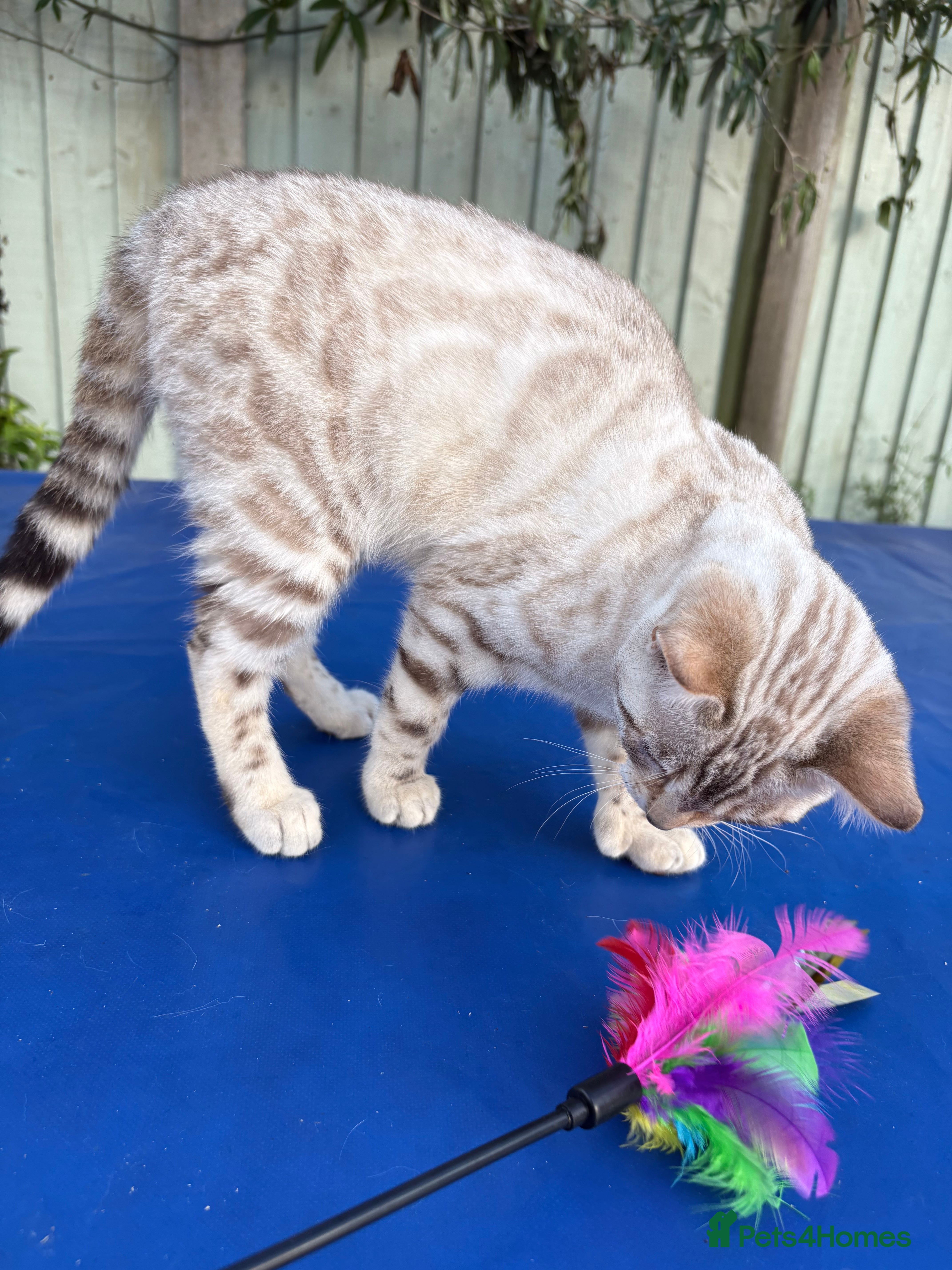 Keetso cats Superb wild looking snow leopard female  - Advert 4