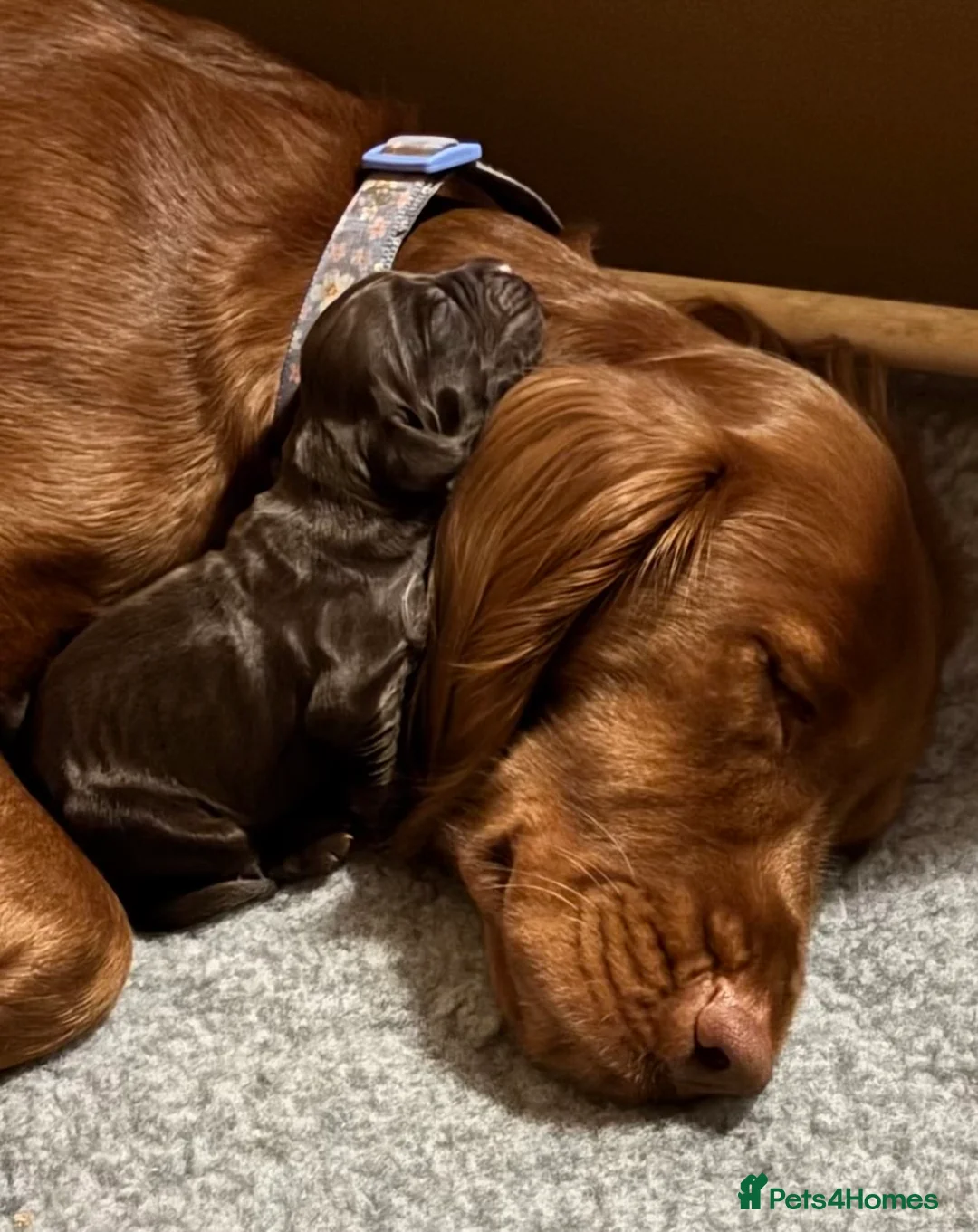 Cocker Spaniel dogs for sale: Working line Cocker Spaniels  - Advert 9