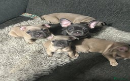French Bulldog dogs for sale: Frenchie pups for sale  - Image 1