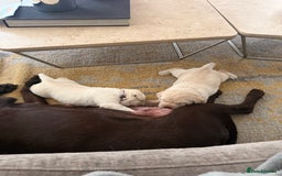 Labrador Retriever dogs for sale: Labrador retriever puppies  - Advert 10