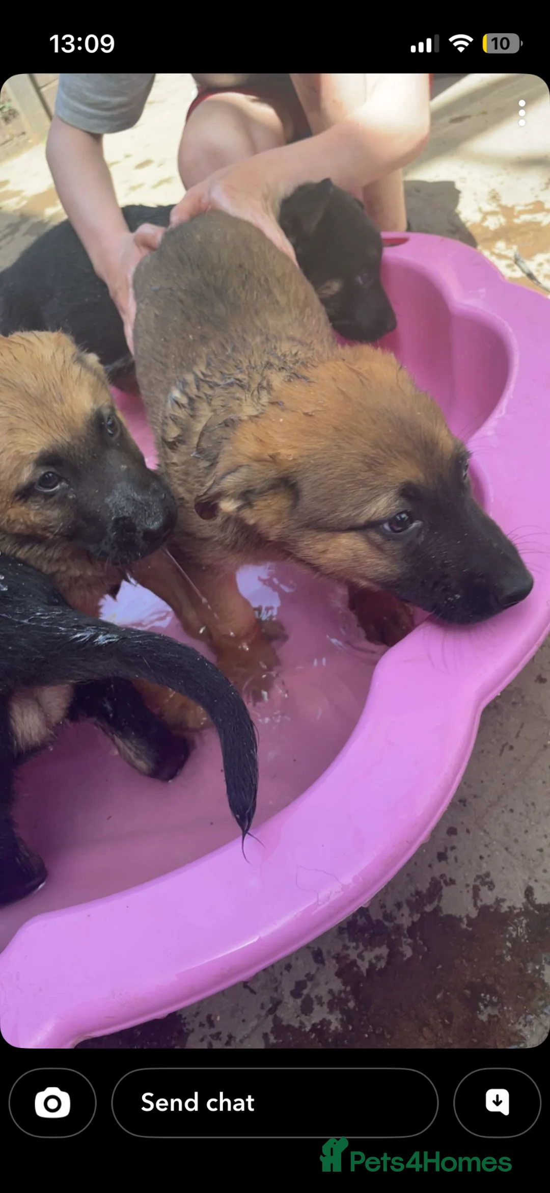 Mixed Breed dogs for sale: German Shepard malonis puppy’s  - Advert 2