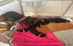 German Shepherd dogs for sale: 7 beautiful German Shepherd puppies  - Image 6