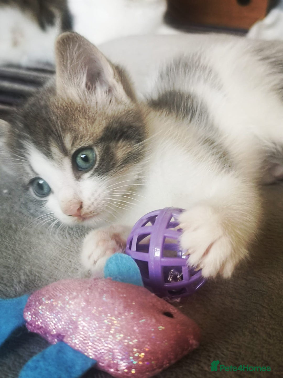 Mixed Breed cats for sale: 3 beautiful kittens available - Image 25