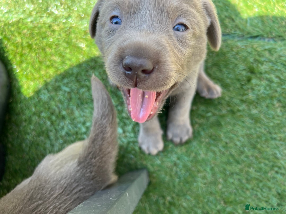 Labrador Retriever dogs for sale: Kc dna clear silver Labrador pups  - Advert 15