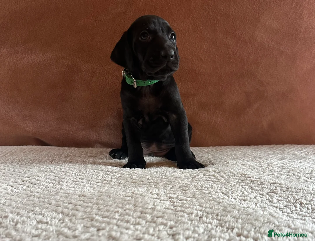 Mixed Breed dogs for sale: 1/9 F2 Weimador / Labmaraner  - Advert 24