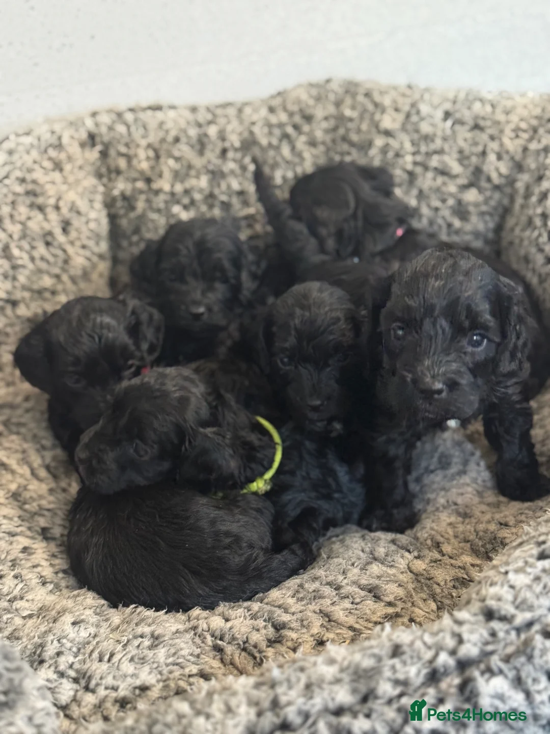 Cockapoo dogs for sale: Super cute Cockapoo Pups - Advert 1