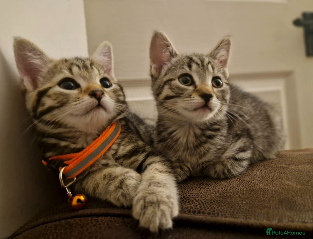 Mixed Breed cats for sale: Adorable kittens in London(SE18)😻❤️😻 - Advert 3