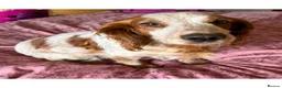 Cockapoo dogs for sale: stunning litter, 3 genratns of my breeding behind  - Advert 3