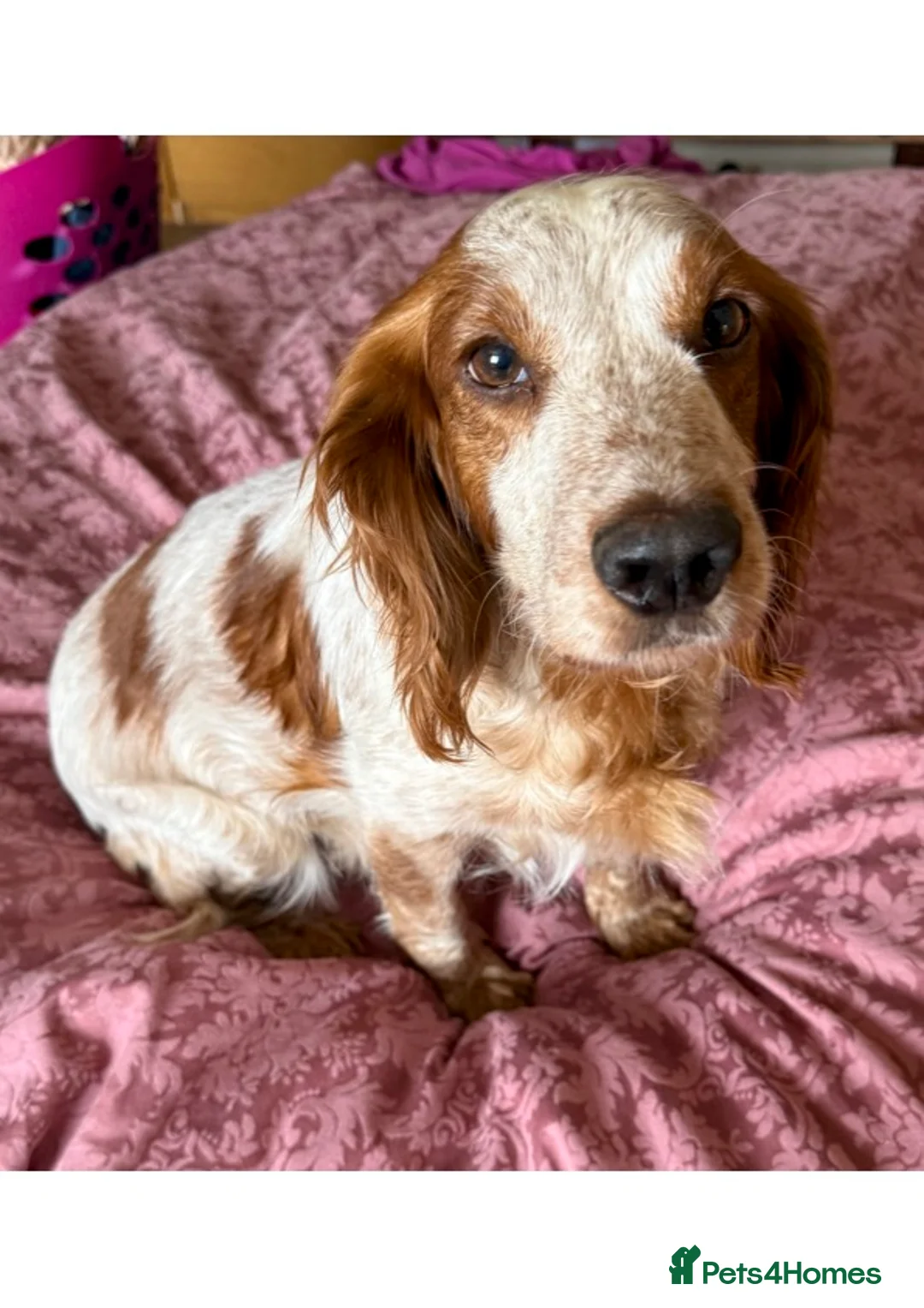 Cockapoo dogs for sale: stunning litter, 3 genratns of my breeding behind  - Advert 3