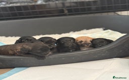 Yorkiepoo dogs for sale: Yorkiepoos - Image 10