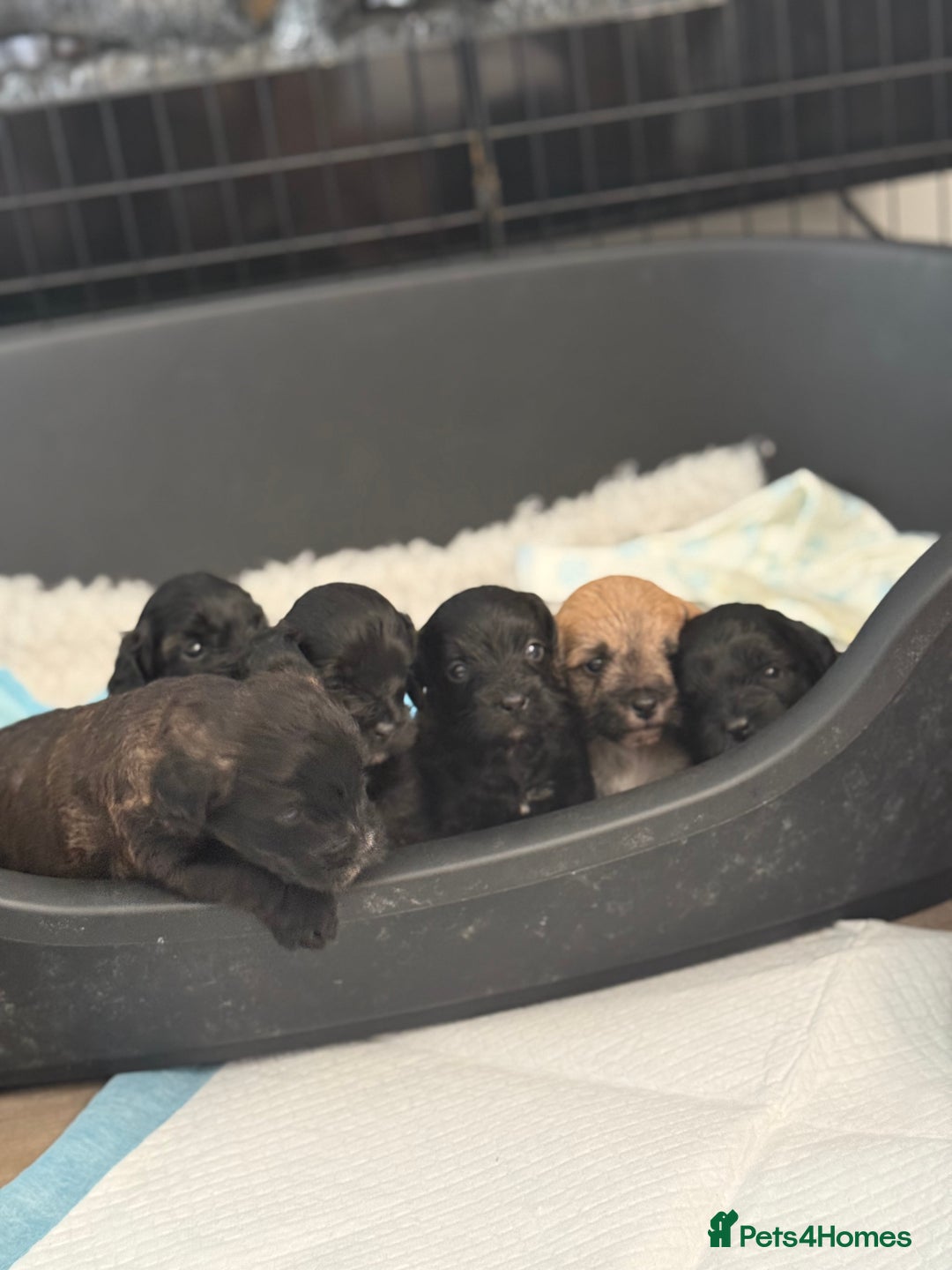Yorkiepoo dogs for sale: Yorkiepoos - Image 10