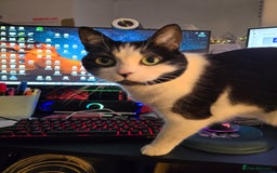 Domestic Shorthair cats for sale: URGENT: Loving Cat Needs Home - Advert 7