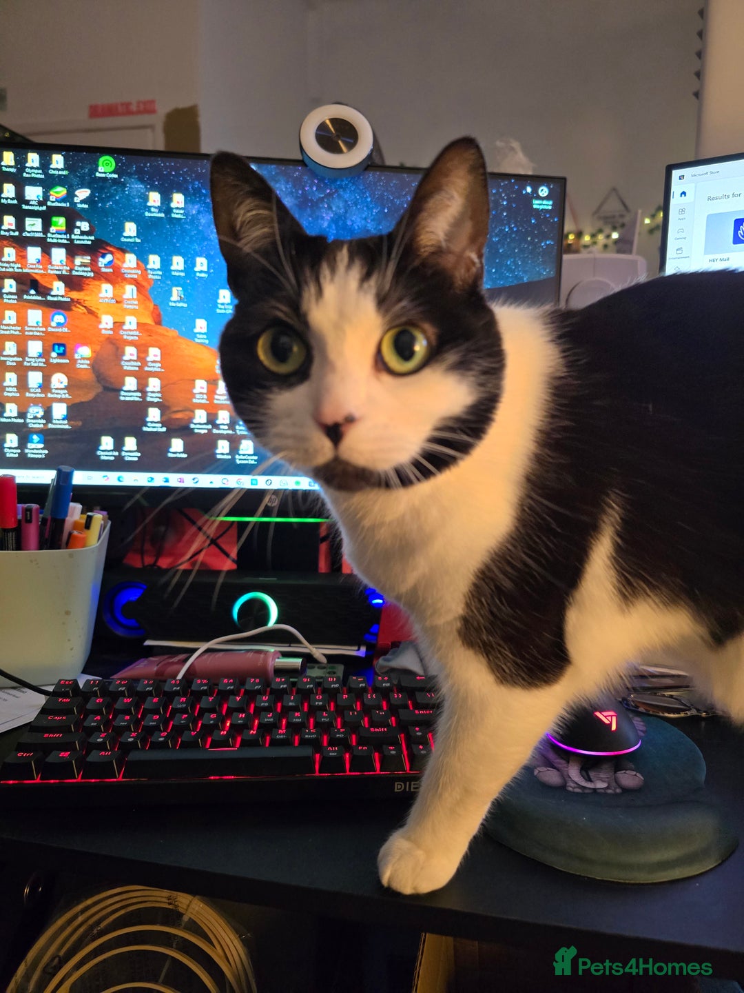 Domestic Shorthair cats for sale: URGENT: Loving Cat Needs Home - Advert 7