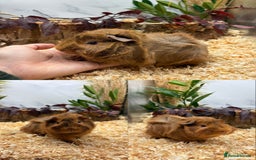 Guinea Pig rodents for sale: ✨Lots of Baby boy Guinea Pigs ✨🐹🩵 - Image 5