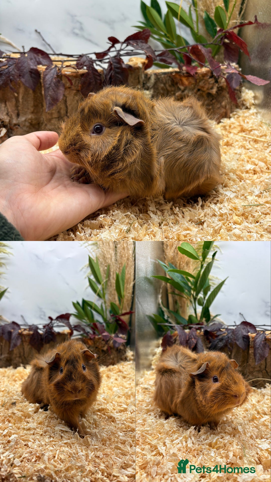 Guinea Pig rodents for sale: ✨Lots of Baby boy Guinea Pigs ✨🐹🩵 - Image 5