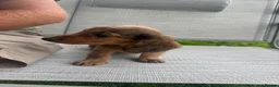 Miniature Dachshund dogs for sale: Adorable miniature dachshund puppies  - Advert 15
