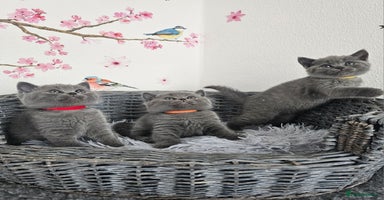 British Shorthair cats - Advert 6