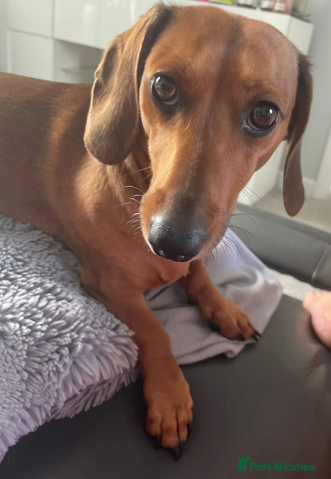 Dachshund dogs for sale: Puppies for sale!!  - Advert 2