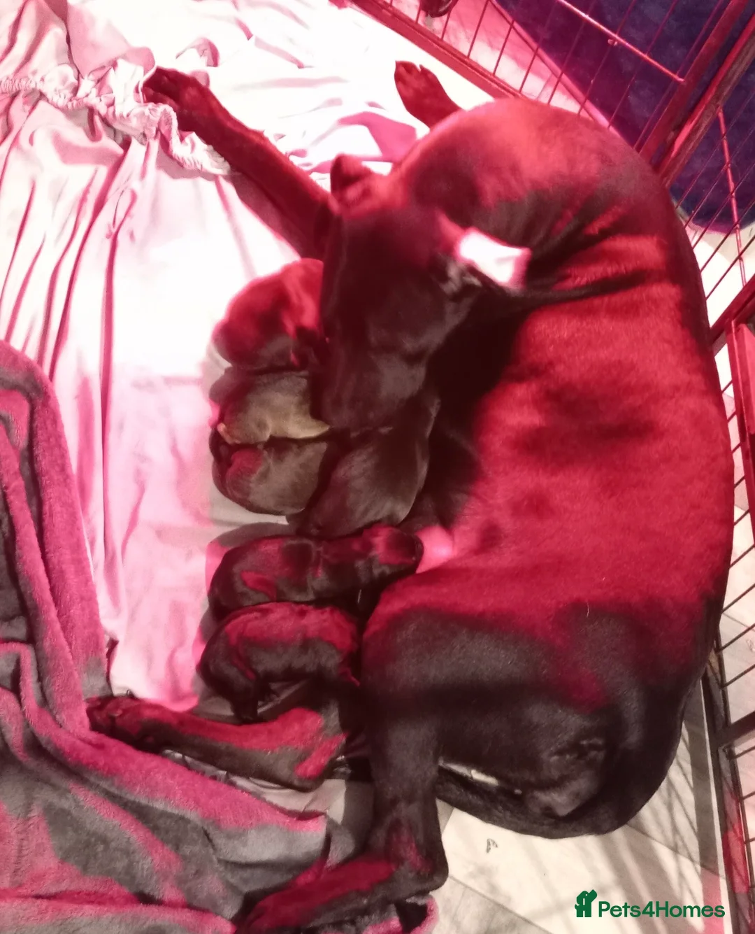 Mixed Breed dogs for sale: Beautiful Presa cross staff pups  - Advert 1