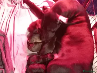 Mixed Breed dogs Beautiful Presa cross staff pups - Advert 17