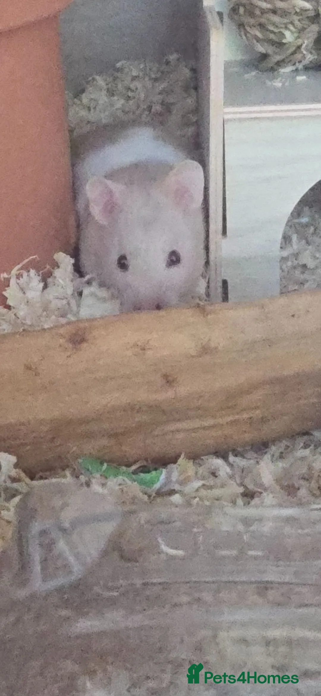 Hamster rodents for sale: Hamster in Milton Keynes - Advert 2