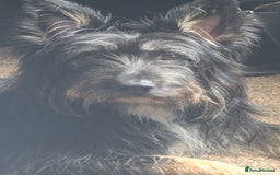 Mixed Breed dogs for sale: Meet Coco - Image 2