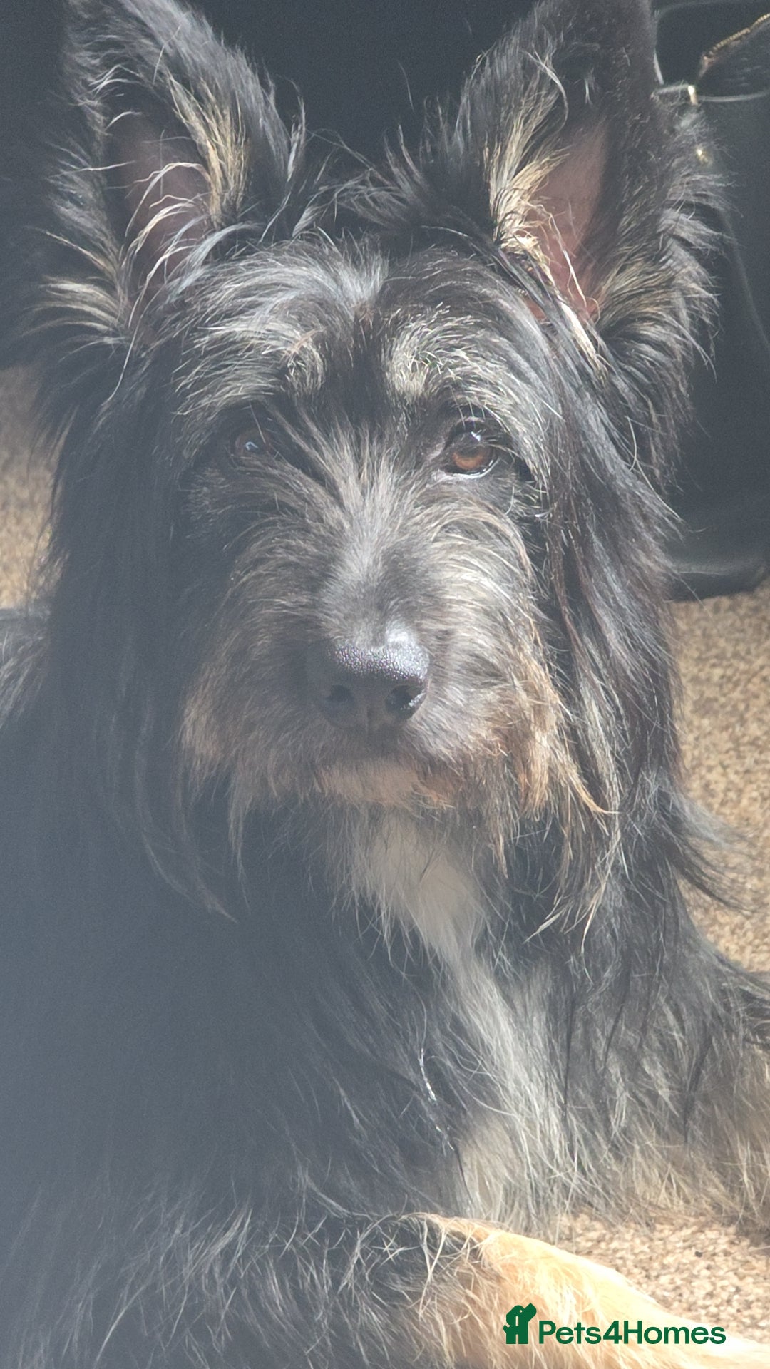Mixed Breed dogs for sale: Meet Coco - Image 2
