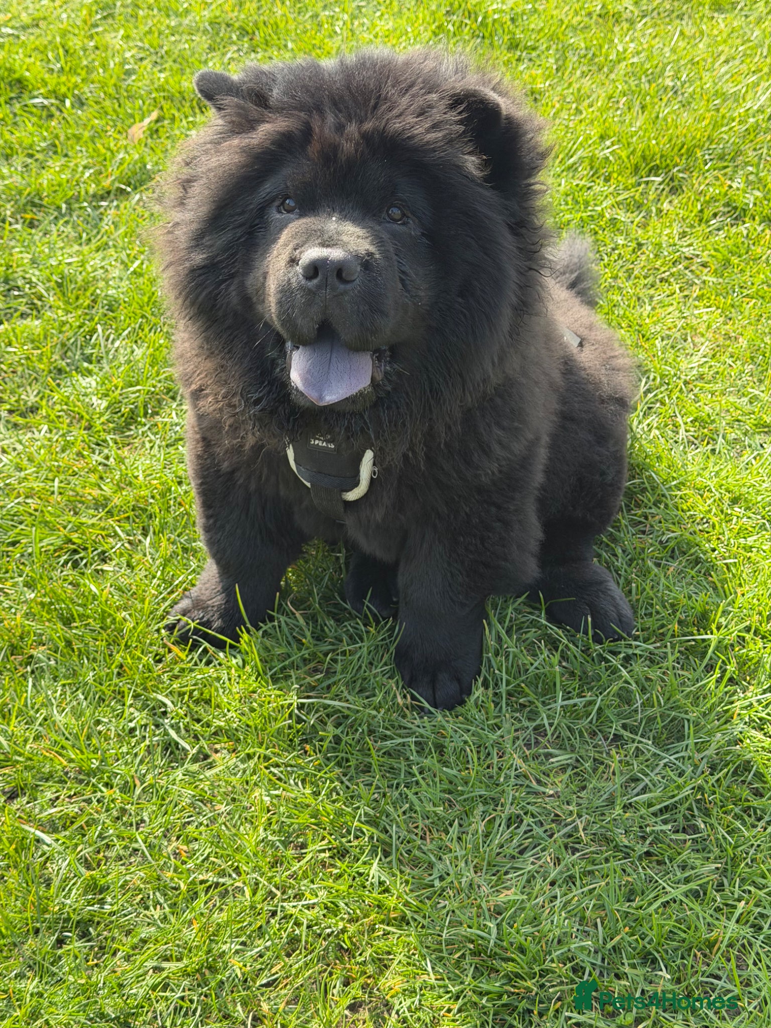 Chow Chow dogs Chow chow puppy  - Advert 9