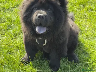 Chow Chow dogs Chow chow puppy - Advert 9