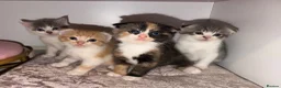 Scottish Fold cats for sale: 🐾🐈‍⬛Scotthis Fold mix kittens🐾🐾 - Advert 1
