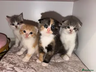 Scottish Fold cats 🐾🐈⬛Scotthis Fold mix kittens🐾🐾 - Advert 1