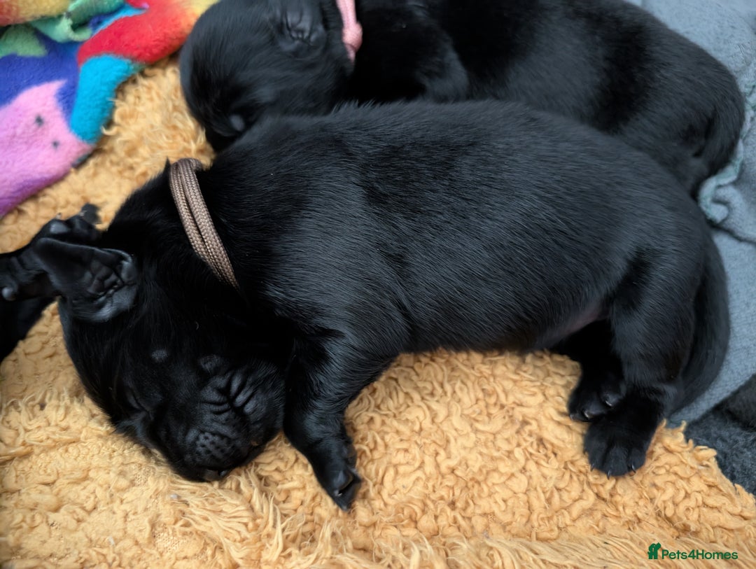 Flat coated Retriever dogs for sale: KC Flat Coated Retriever Puppies - Image 12