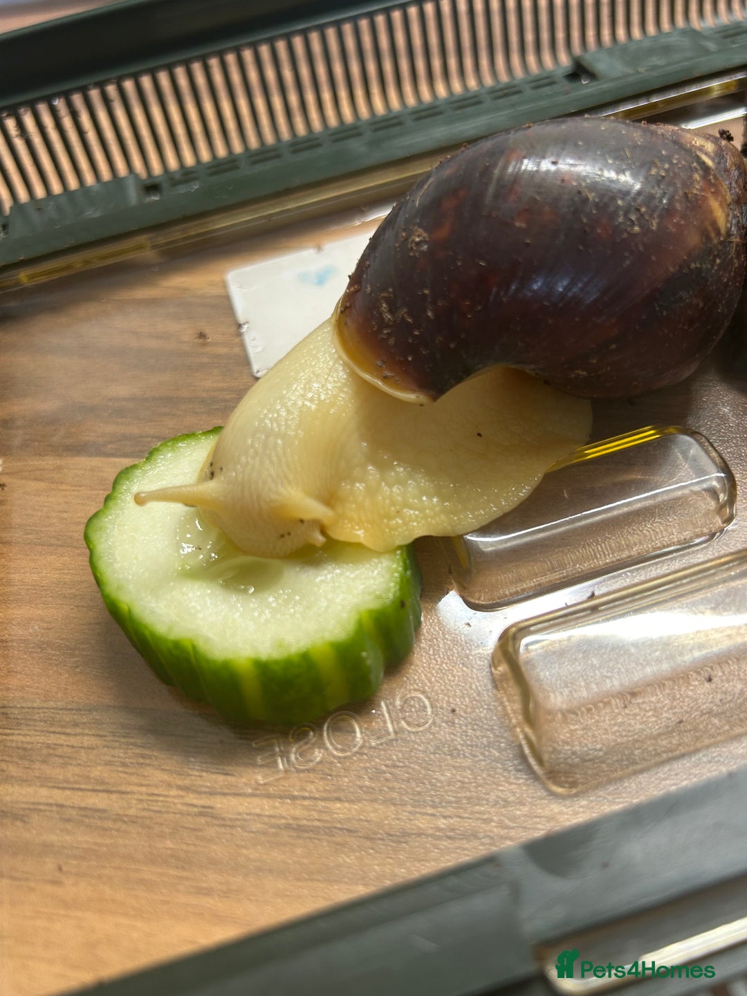 Snails invertebrates for sale: Giant African Land Snails.  - Image 11