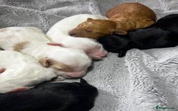 Australian Labradoodle dogs for sale: 6 Gorgeous Australian Labradoodle Puppies - Image 34