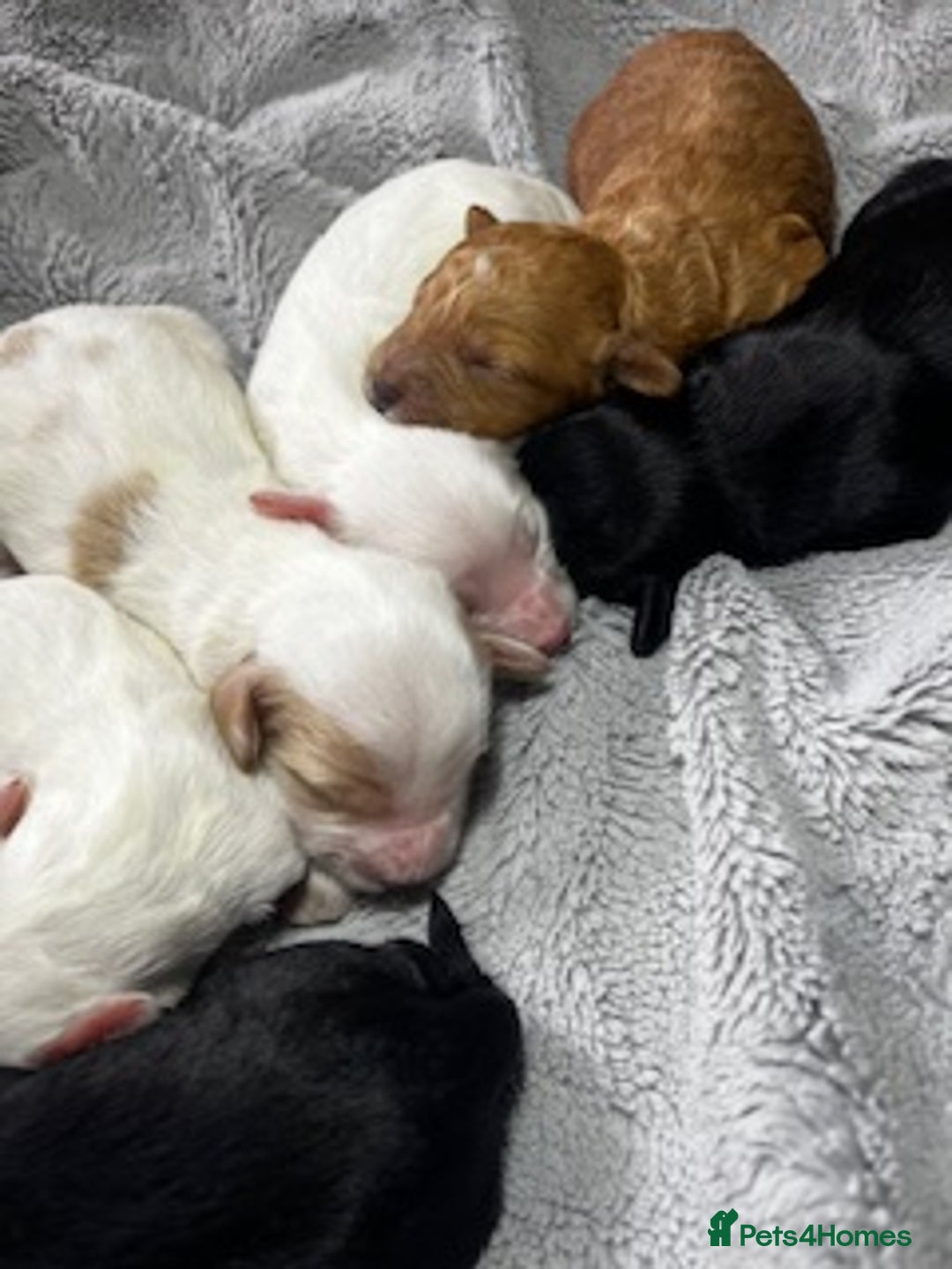 Australian Labradoodle dogs for sale: 6 Gorgeous Australian Labradoodle Puppies - Image 34