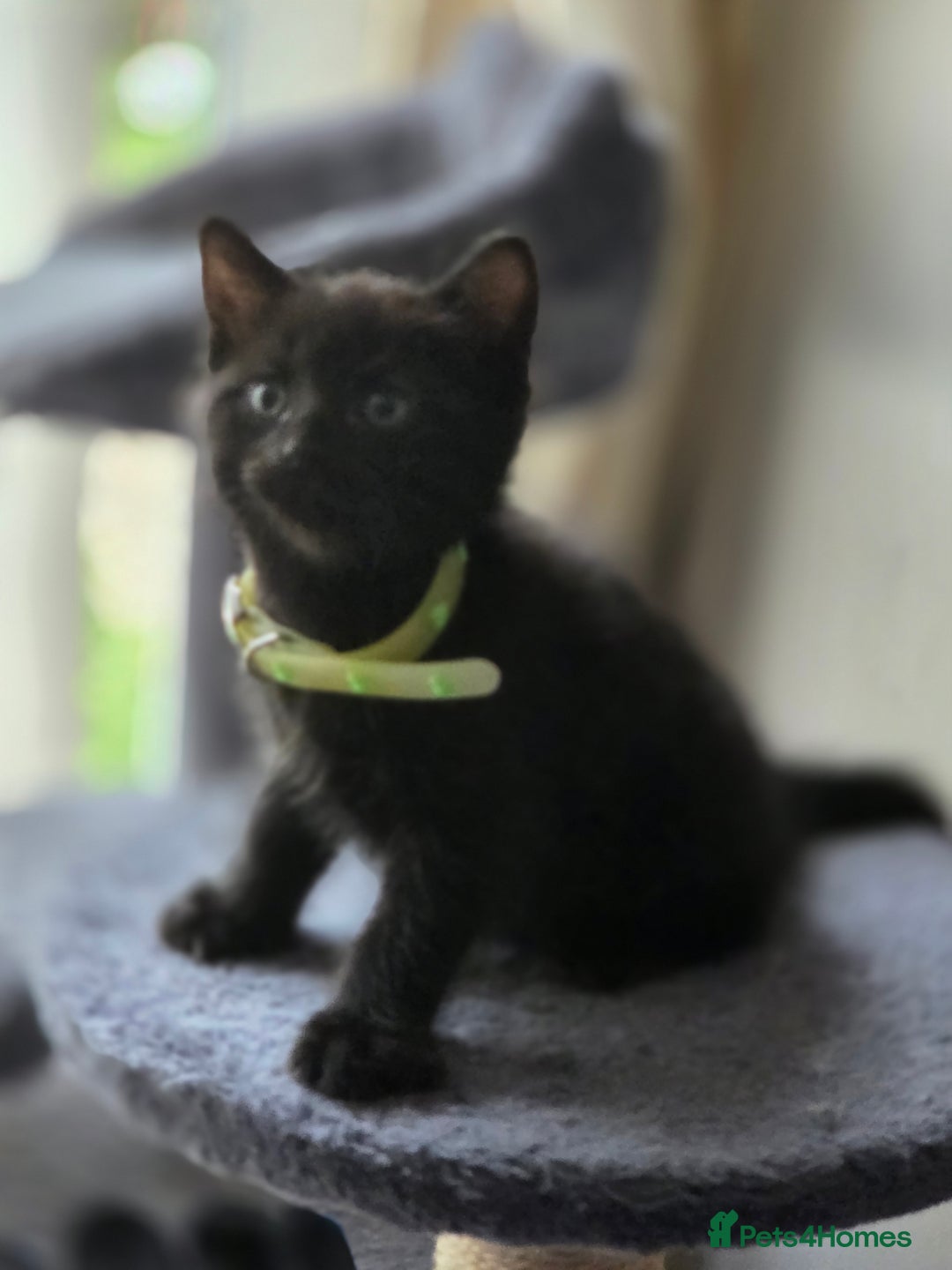 British Shorthair cats for sale: British Shorthair x Siberian Kittens  - Advert 3