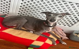 Mixed Breed dogs for sale: Oscar - Image 2
