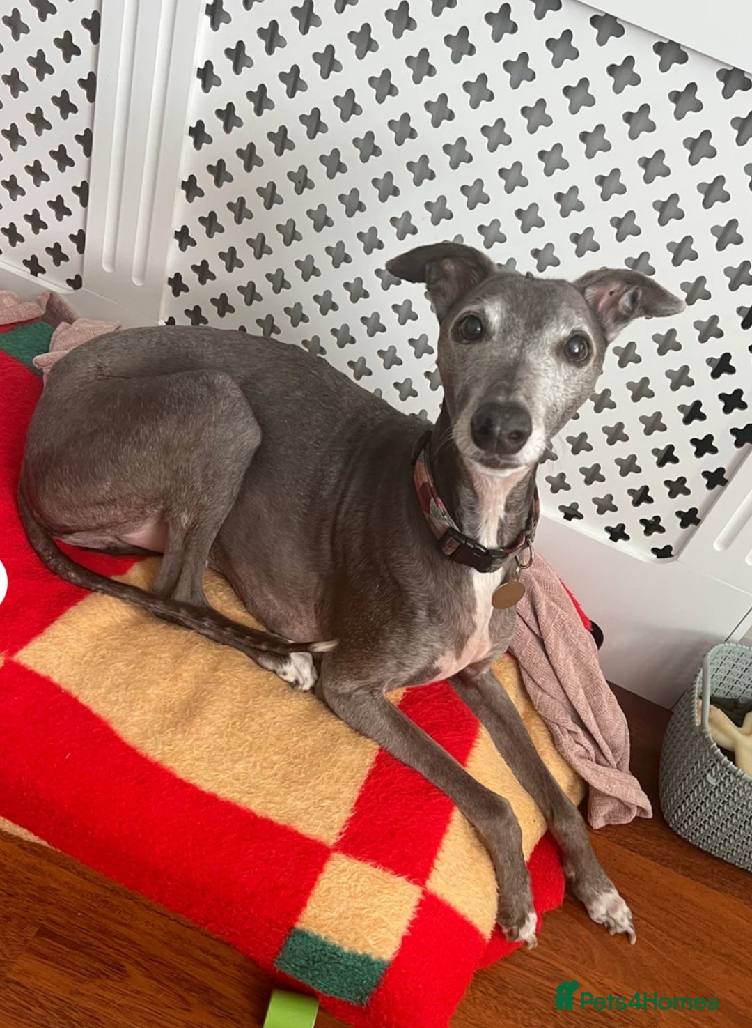 Mixed Breed dogs for sale: Oscar - Image 2