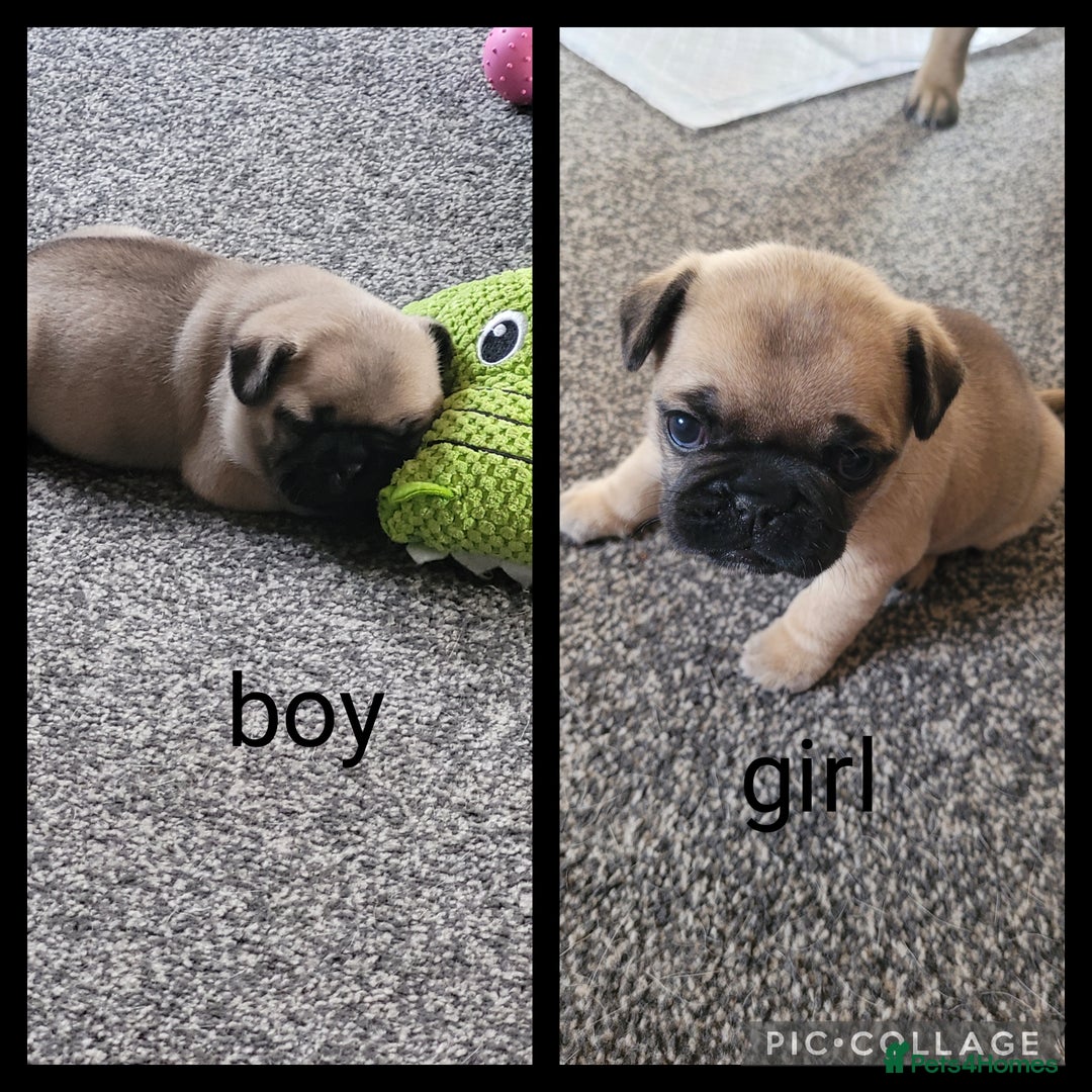 Frug dogs for sale: Just the male left frug left now - Image 7