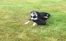 Border Collie dogs for sale: Farm bred border collie pups - Image 5