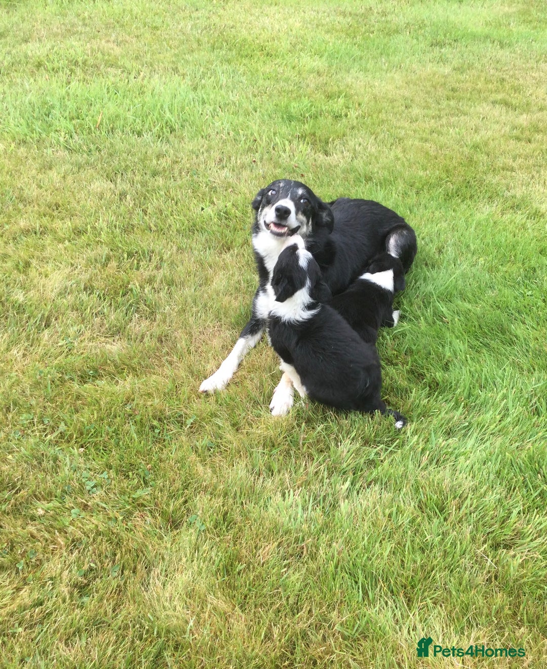 Border Collie dogs for sale: Farm bred border collie pups - Image 5